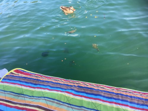 fish